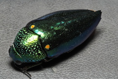 Sternocera aequisignata