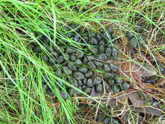 Cervus canadensis sibiricus