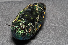 Sternocera aequisignata