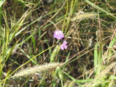 Dianthus polymorphus