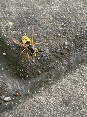 Vespula germanica