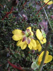 Hibbertia gracilipes