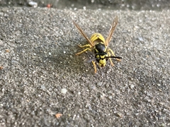Vespula germanica