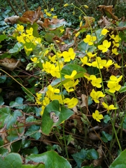 Epimedium × perralchicum