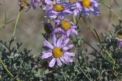 Chrysanthemum sinuatum
