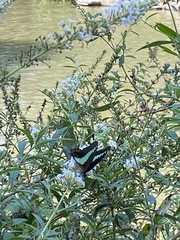 Graphium sarpedon