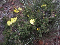 Hibbertia gracilipes