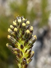 Thesium aggregatum