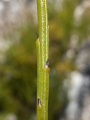 Thesium aggregatum