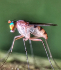 Neurigona squamifera