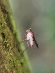 Neurigona squamifera