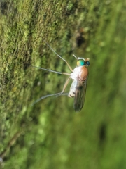 Neurigona squamifera