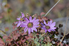 Chrysanthemum sinuatum