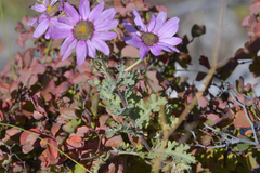 Chrysanthemum sinuatum