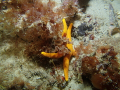 Fromia polypora
