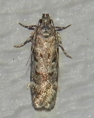Chionodes obscurusella