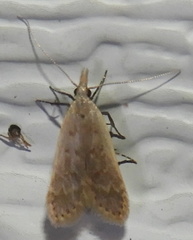 Dichomeris punctidiscellus