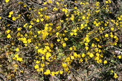 Hemimeris sabulosa