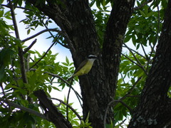 Pitangus sulphuratus