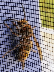 Vespa crabro