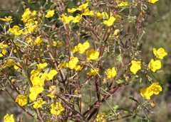 Hemimeris sabulosa