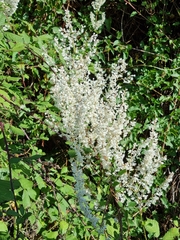 Fallopia baldschuanica