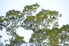 Alouatta macconnelli