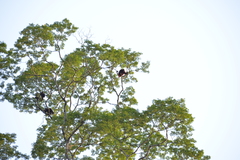 Alouatta macconnelli