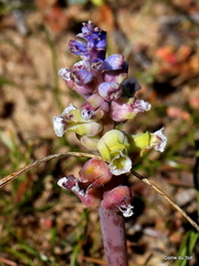 Lachenalia membranacea