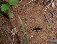 Paltothyreus tarsatus