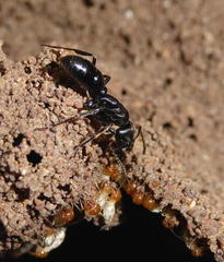 Paltothyreus tarsatus