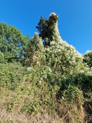 Fallopia baldschuanica