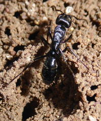 Paltothyreus tarsatus