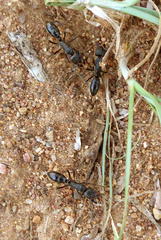 Paltothyreus tarsatus