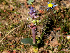 Lachenalia membranacea