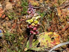 Lachenalia membranacea