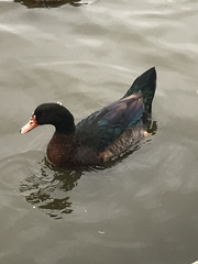 Anas platyrhynchos × Cairina moschata