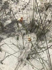 Hellmuthia membranacea