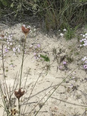 Hellmuthia membranacea