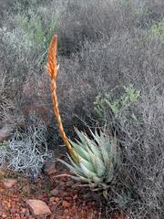 Aloe glauca