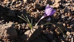 Syringodea longituba violacea