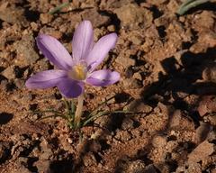 Syringodea longituba violacea