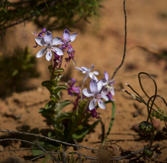 Lapeirousia pyramidalis