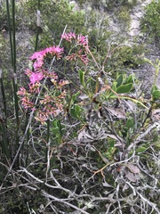 Limonium peregrinum