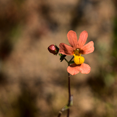 Nemesia pageae