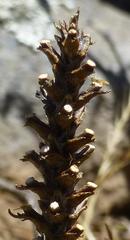 Chenopodiopsis hirta