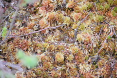 Sphagnum molle