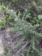 Asparagus capensis capensis