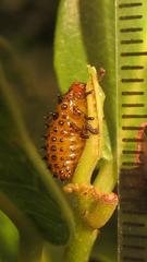 Plagiosterna nigritarsis