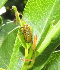 Plagiosterna nigritarsis